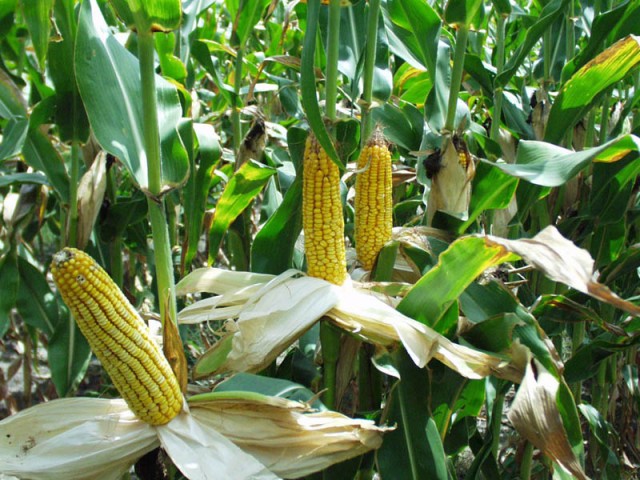 Новосибирский бизнесмен попробует восстановить выращивание кукурузы в Агинском районе