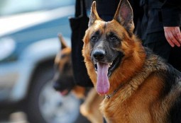 Служебная собака нашла вора в Агинском