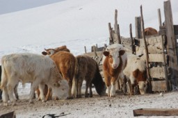 Прохождение зимовки в животноводстве округа