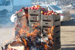 Около 300 кг санкционных польских яблок уничтожили