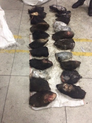 У мужчины в Забайкалье изъяли почти 500 медвежьих лап