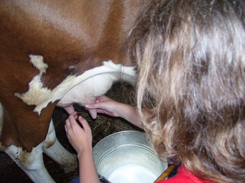как доят корову для детей