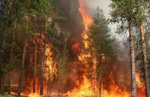 Всероссийская информационная кампания против поджогов сухой травы «Береги лес»
