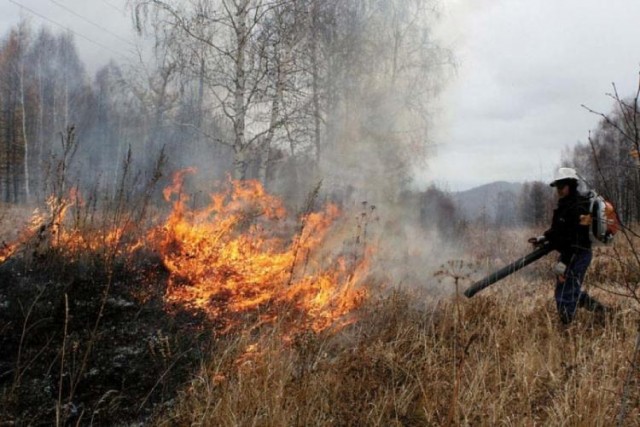 Площадь лесных пожаров достигла максимума с начала сезона