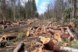 Уголовное дело о незаконной рубке лесных насаждений в Дульдургинском районе