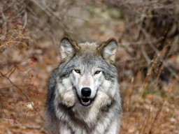 В Агинском округе волки нанесли ущерб на 2,5 млн.рублей