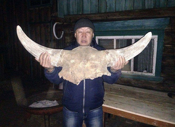 Бурятский фермер 7 лет хранил гигантский череп доисторического животного