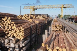 Необходимо запретить вывоз круглого леса из России
