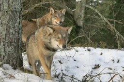 Охоту на волков в Забайкалье откроют в 27 районах с 1 мая по 25 августа