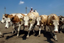 Стадо коров без документов пытались вывезти из Могойтуйского района