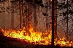 Десять лесных пожаров на площади 2,8 гектара действуют в Забайкалье