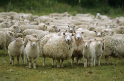 Миллион овец в Забайкалье - это утопия, - животноводы