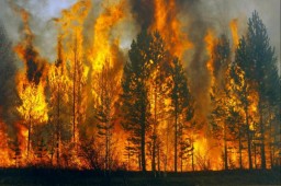 Валентик потребовал от властей Забайкалья не занижать площадь лесных пожаров