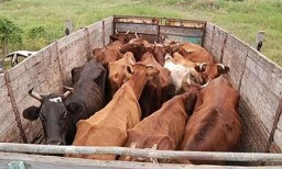 Направили в суд уголовное дело о многочисленных кражах скота в Агинском районе