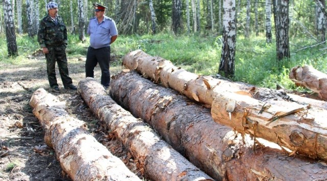 Объёмы незаконной рубки леса в Забайкалье за 7 мес. превысили уровень всего 2016 года