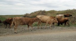 В Агинском районе скотокрады забили 15 коров
