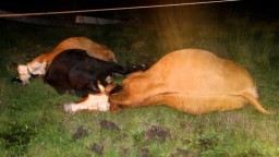 В Могойтуе трех коров убило столбом электропередачи