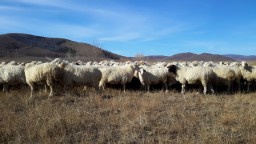 Ждановские овцы могут превратить степи Забайкалья в пустыни