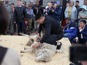 Забайкальские стригали стали лучшими на Всероссийской выставке овец