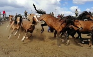 В Цаган-Челутае прошел праздник табунщиков «Даага дэллээн»