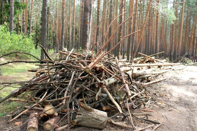 Агинчанину грозит штраф за сбор дров в лесу при режиме ЧС