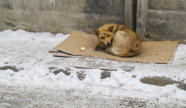 Более 500 собак отловили в Агинском за год, но приюта для них не нашлось