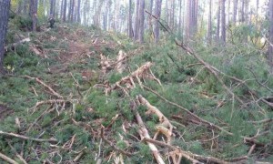 В Закаменском районе Бурятии отказались от сдачи лесов в аренду китайцам