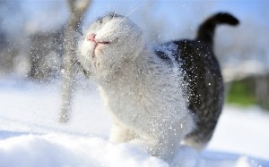 Небольшой снег ожидается в Забайкалье с 27 февраля по 1 марта