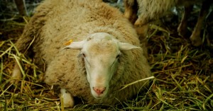 Хозяйства округа готовятся к XV Сибирско-Дальневосточной выставке племенных овец и коз
