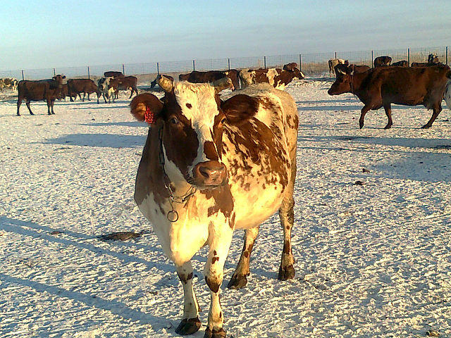 Падёж крупного рогатого скота в Забайкалье за год сократился вдвое