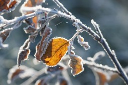 Ночные температуры до 12 градусов мороза установятся в Забайкалье до 7 ноября