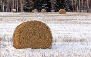 Сельхозпредприятия Дульдургинского района собрали сена вдвое меньше запланированного