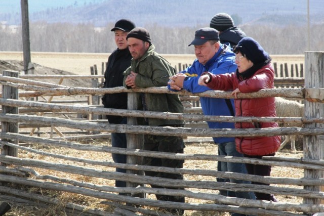 Бато Доржиев: «Нехватка кормов – главная проблема сельхозпроизводителей Агинского округа»