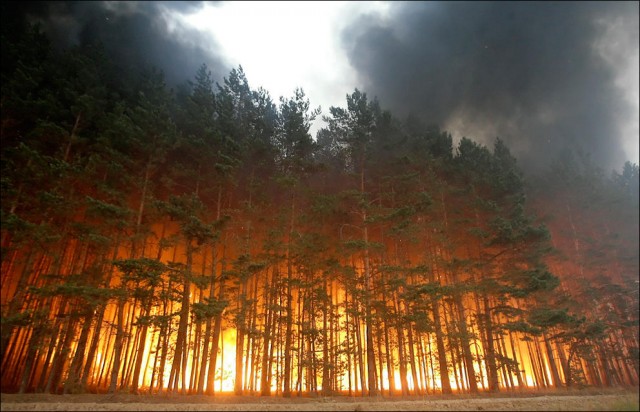 Забайкалье вошло в число регионов, скрывавших информацию о лесных пожарах