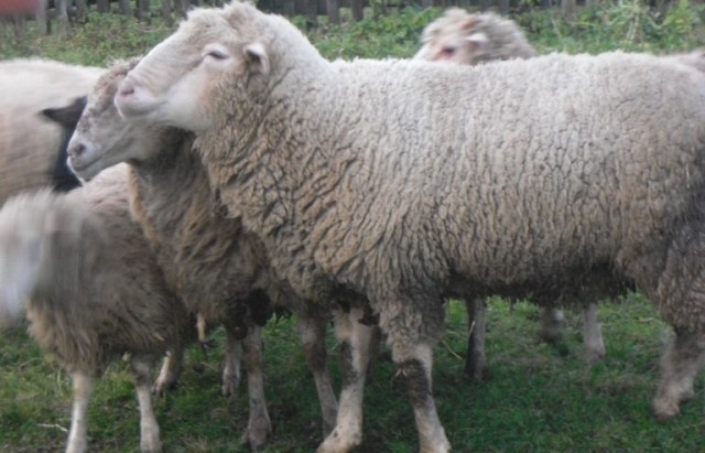 Лучшие породы овец переедут на неделю в Читу