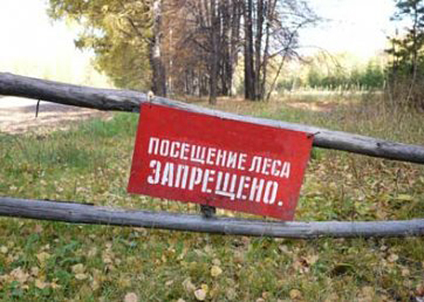 Жданова запретила посещать леса Забайкалья на три недели
