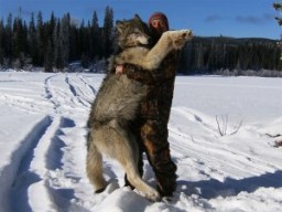 Охотники получат 7 тысяч рублей за каждого убитого волка