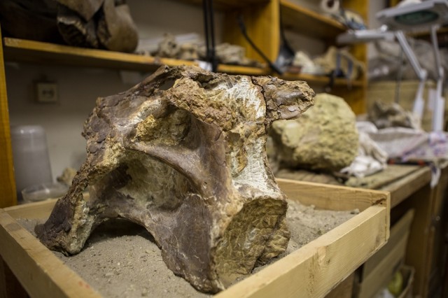 Новый род динозавров – собрата «забайкальского» ящера – назвали сибиротитаном 2