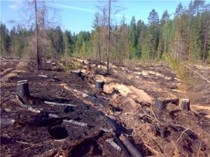 Суд обязал «черных лесорубов» очистить лесные участки от порубочных остатков в Дульдургинском районе