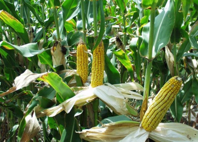 Кукурузные поля впервые со времён СССР появятся в Агинском округе