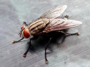 Комнатные мухи могут спровоцировать рак желудка - учёные