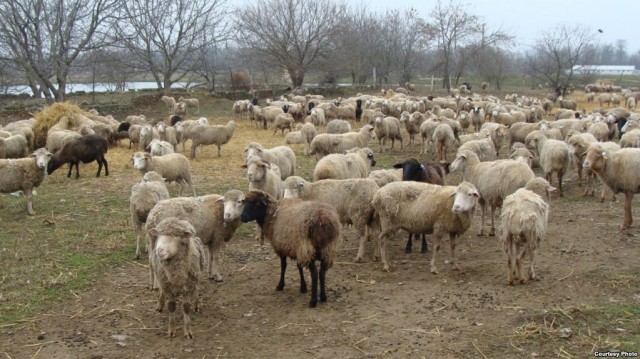 Случная кампания в овцеводстве завершилась в Забайкальском крае