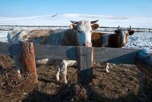 «Нам есть куда расти»: Коров в Бурятии хотят оставить без секса