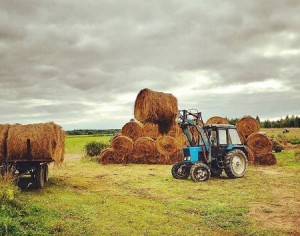 Практически все хозяйства Агинского Бурятского округа на 100% выполнили план заготовки сена