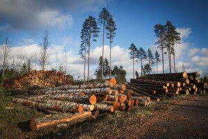 Как Лесной кодекс РФ способствует китайскому бизнесу по вырубке сибирских лесов