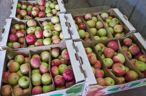 Россельхознадзор вернул в Китай из Забайкалья почти 19 тонн яблок из-за плодожорки