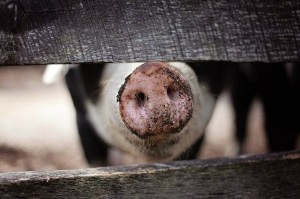 Есть серьёзная угроза заноса африканской чумы свиней в Забайкалье