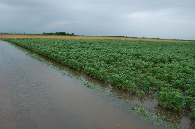 Дождевые паводки повлияли на посевы