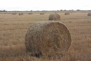 В Агинском округе заготовили в два раза больше сена, чем за аналогичный период прошлого года