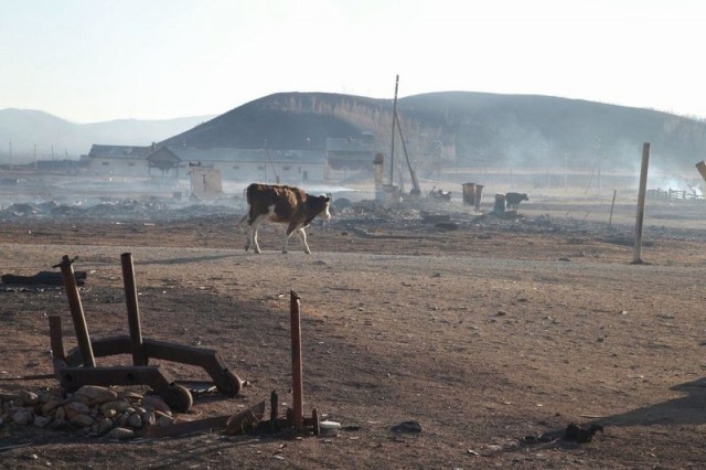 Почти 10 тысяч овец сгорели в Забайкалье во время степных пожаров